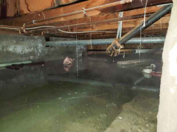 Best Water damage cleanup near me  in Marion, TX