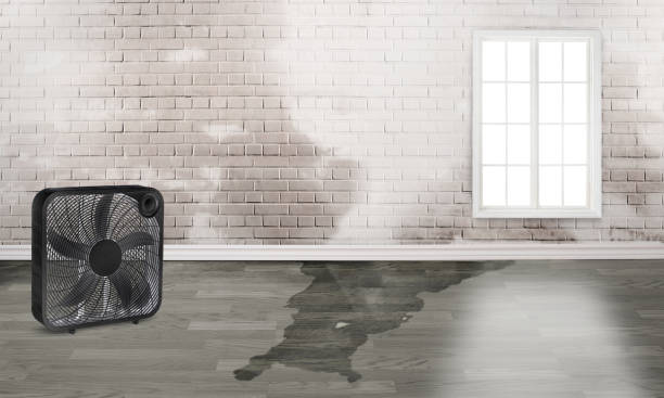 Best Water damage restoration near me  in Marion, TX